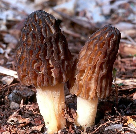 Black Morel (Morchella elata) Black Morel (Morchella elata)